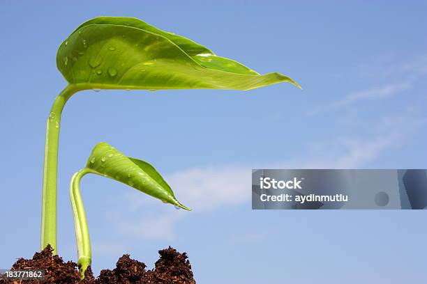 New Life Stock Photo - Download Image Now - Agriculture, Beginnings, Blue