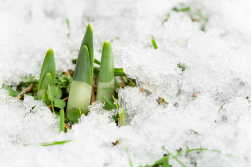 Close-up of daffodil leaves emerging from the snow during early spring. There are companion images:
