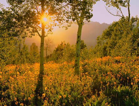 Balsam Root and Aspens are back lit with the sun bursting out from behind one of the trees, in Grand Teton National Park, Wyoming