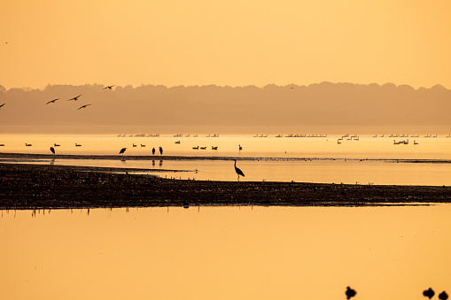 lake, migratory birds, sunset