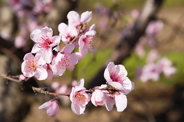 istock Close-up of Peach Tree Springtime Blossoms 183772270