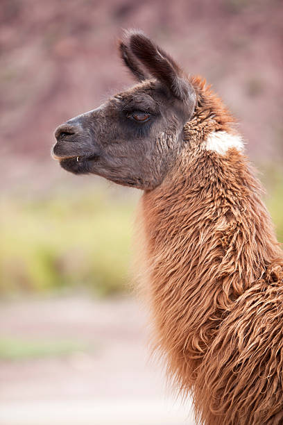 istock Brown llama in Argentina 183772282