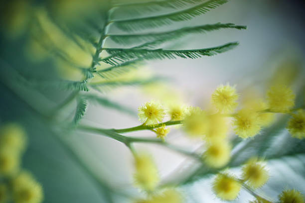 Mimosa stock photo