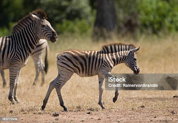 ゼブラ母と子馬 - はじめの一歩のストックフォトや画像を多数ご用意 - はじめの一歩, アフリカ, ウマ