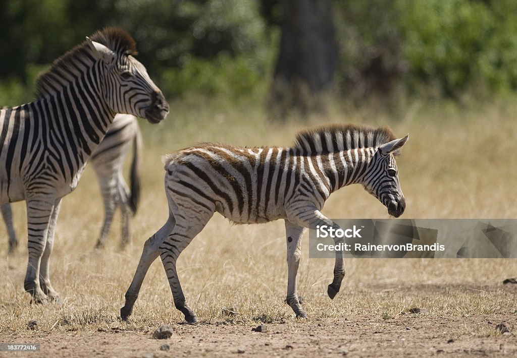 zebra Potro e mãe - Royalty-free Andar Foto de stock