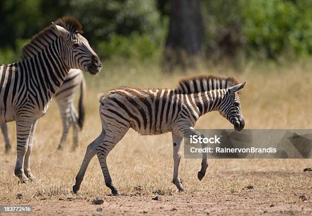 Zebra Potro E Mãe - Fotografias de stock e mais imagens de Andar - Andar, Animal, Animal de Safari