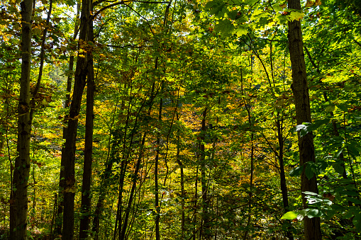 Autumn in Watkins Glen State Park, near Seneca Lake, New York State, USA.