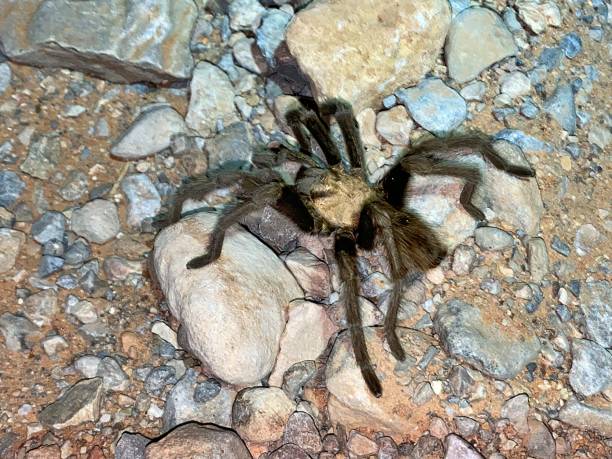 Tarantula A Desert Tarantula crosses an unpaved road at night in Valley of Fire State Park, Nevada prowling stock pictures, royalty-free photos & images