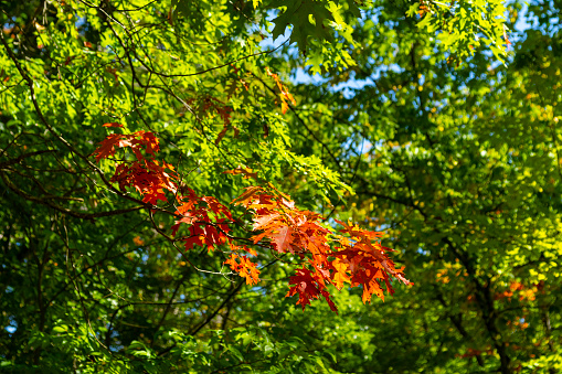 View over basque forest with autumn colors at Aiako Harriak natural park.