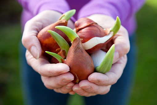 Gardeners hands holding sprouting tulip flower bulbs.