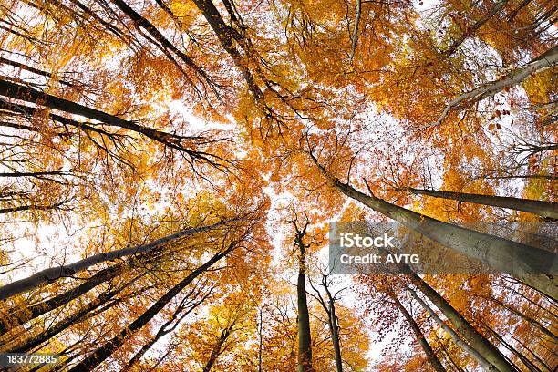 Un Antiguo Bosque De Árboles En El Bosque De Otoño Foto de stock y más banco de imágenes de Aire libre - Aire libre, Amarillo - Color, Antiguo