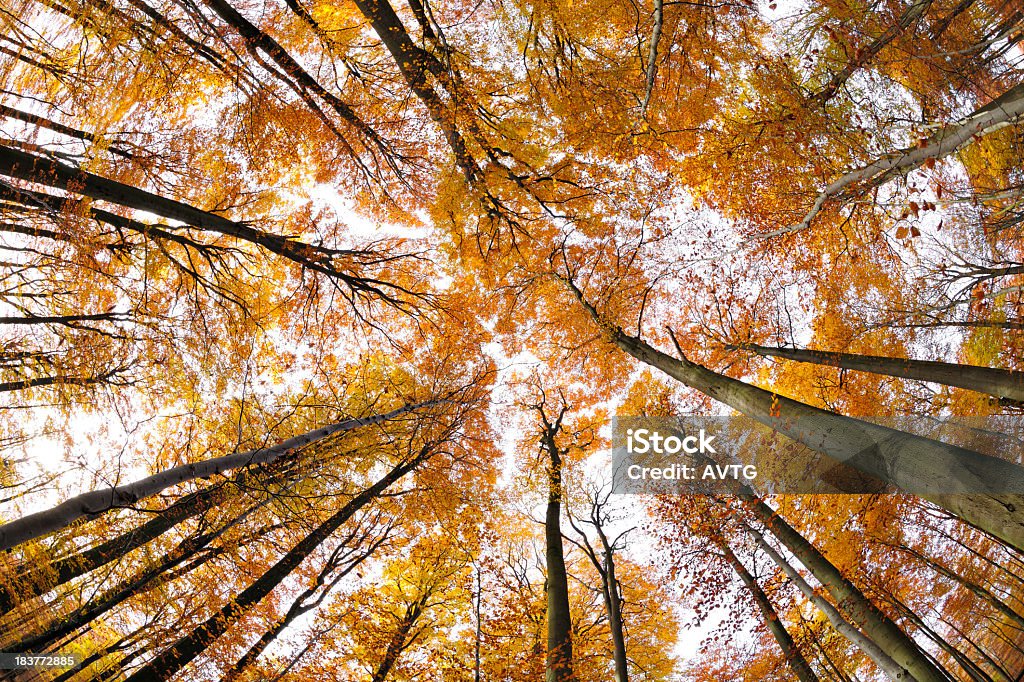 大きな古代ミヤマの木にある秋の森 - オレンジ色のロイヤリティフリーストックフォト