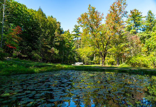 Autumn in Watkins Glen State Park, near Seneca Lake, New York State, USA.  Waterlily pond near the entrance.