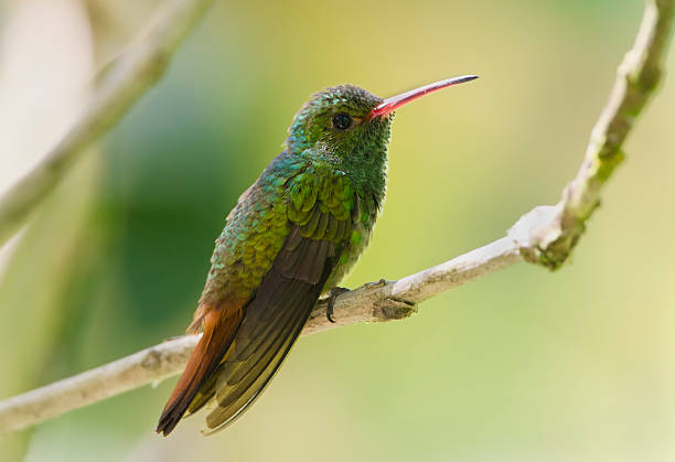 istock Rufous-tailed Hummingbird, Panama 183772989
