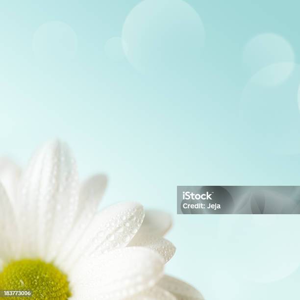 White Daisy Stock Photo - Download Image Now - Daisy, Backgrounds, Pastel Colored