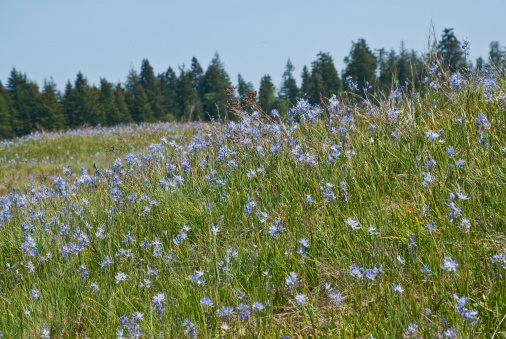 South of Olympia, the state capitol, there is a mounded prairie that defies scientific explanation. Although there are many arguable theories as to their existence, no one can question the beauty of the Mima Mounds as they put on a colorful display of wildflowers every year. The blue Camas flowers dominate the prairie grassland in this spring scene. Mima Mounds Natural Area Preserve is near Rochester, Washington State, USA.