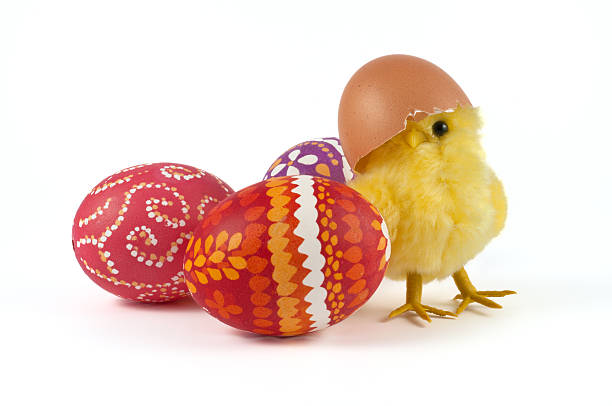 Chick and easter eggs stock photo