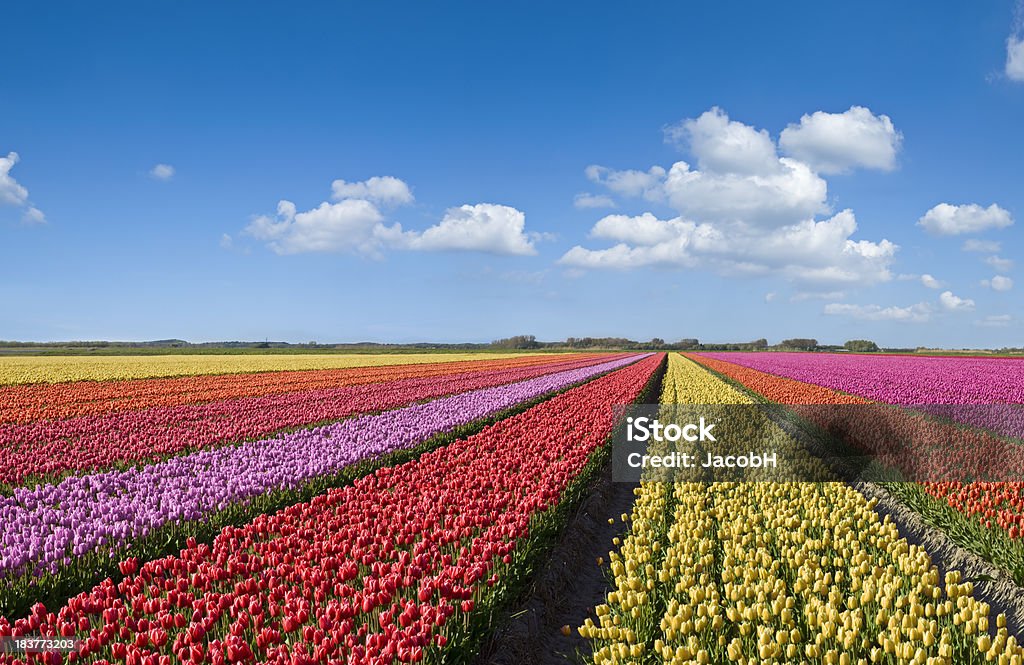 Colorful Tulips Multicolored tulip field under a nice clouded sky. Stitch of several different shots.Other tulip images: Tulip Stock Photo