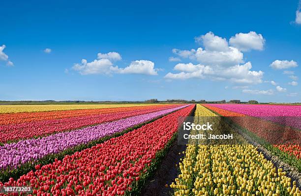 Colorful Tulips Stock Photo - Download Image Now - Tulip, Agricultural Field, Netherlands