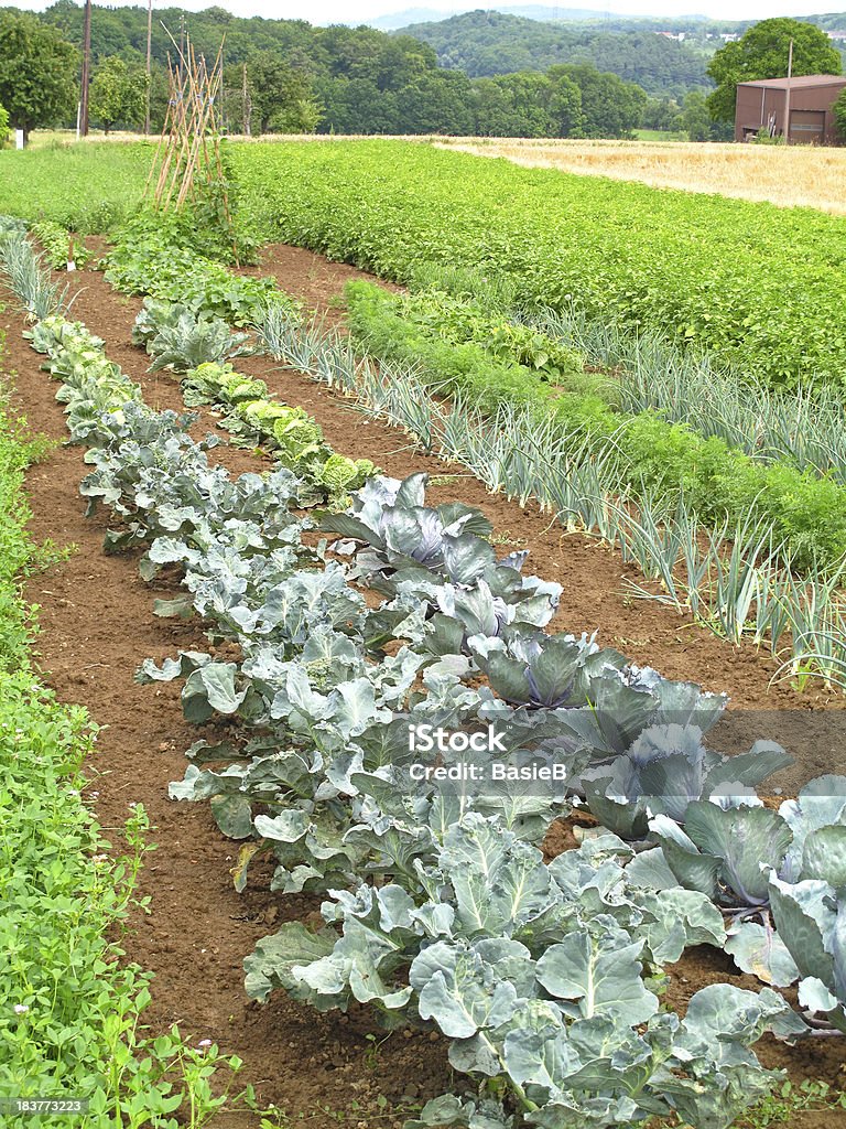 Vegetable Garden "Vegetable garden. Lettuces, onion, carrots, broccoli, kale, cabbage, beans and more." Agricultural Field Stock Photo