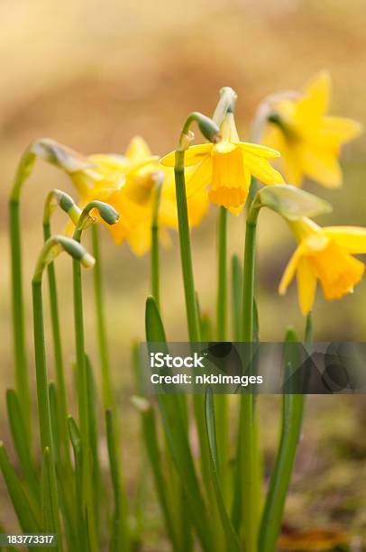 Małe Daffodils Pojawiają Się Na Wiosnę - zdjęcia stockowe i więcej obrazów Bez ludzi - Bez ludzi, Dzień, Fotografika