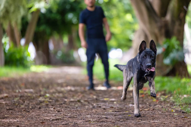 istock Belgian Shepherd running for his ball 1837733432