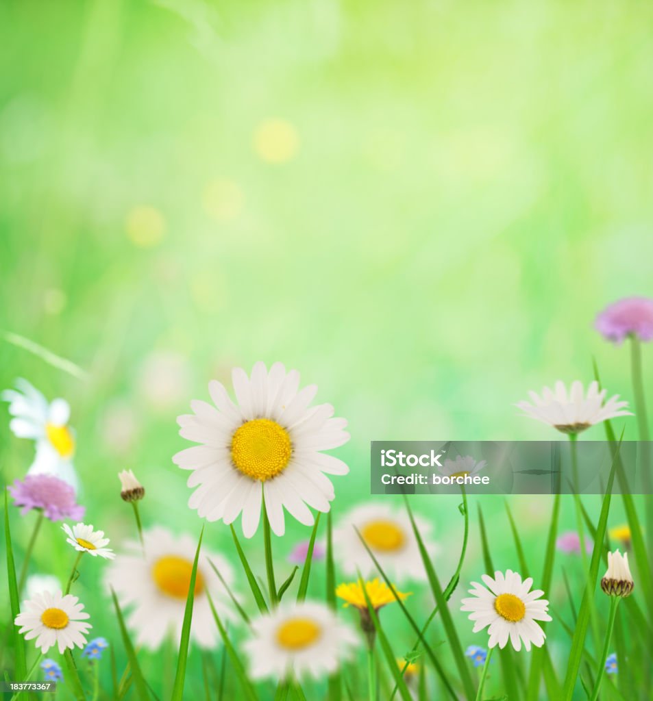 Flores de primavera - Foto de stock de Aire libre libre de derechos