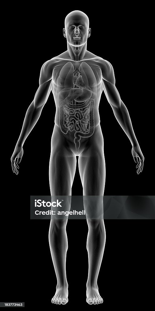 X-ray of human body with internal organs "X-ray of human body with internal organs, composite by stomach, liver, pancreas, spleen, lung, kidney, colon and so on. Great to be used in medicine works and health. Isolated on a black background." The Human Body Stock Photo