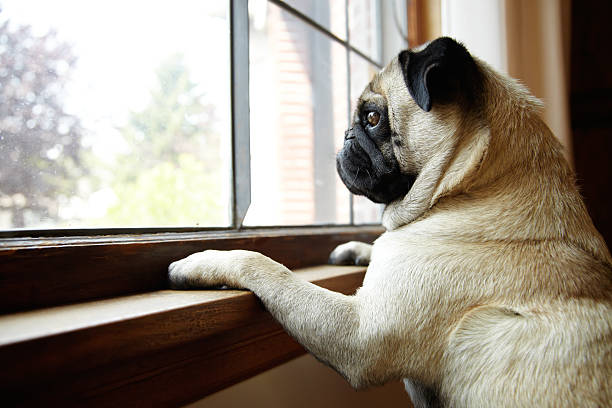 Cute Pug Dog Looks out Window with Paws on Windowsill stock photo