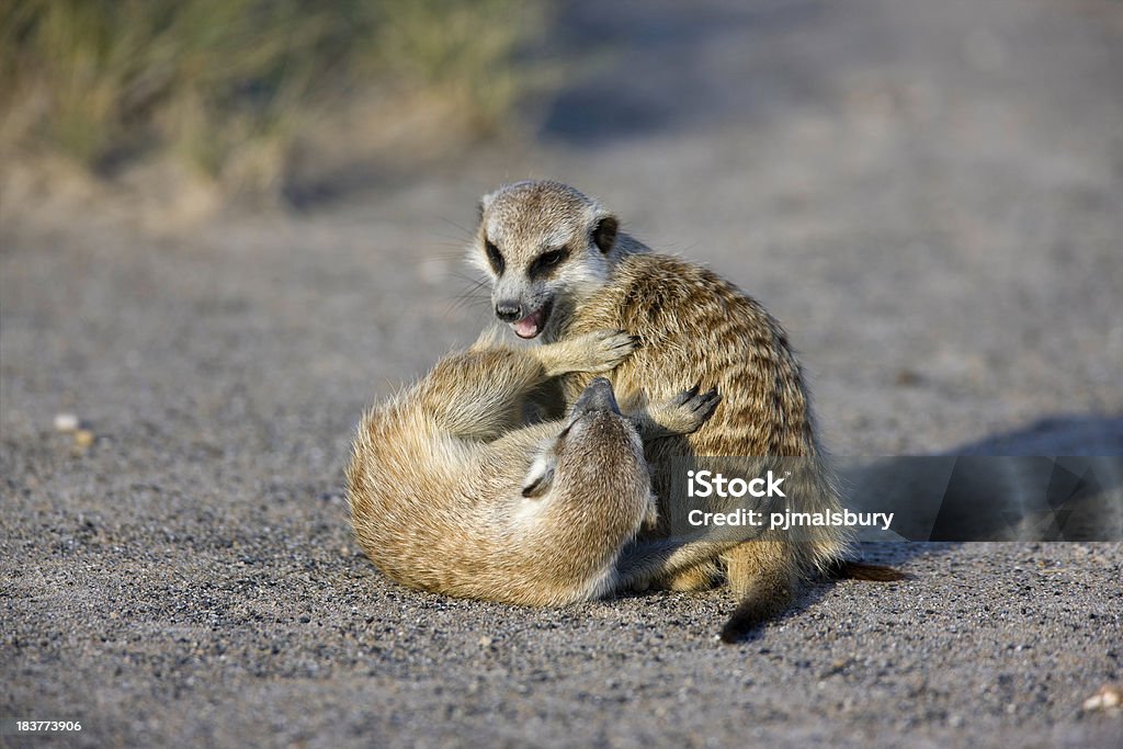 Meerkats Fighting "Taken in the Kalahari Desert, Botswana" Africa Stock Photo