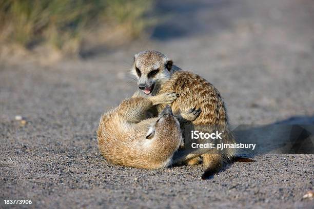 Meerkats Fighting Stock Photo - Download Image Now - Africa, Animal, Animal Wildlife