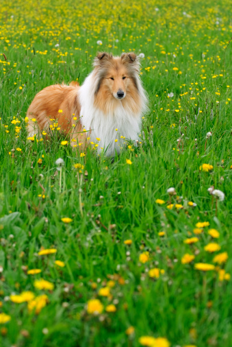 Young Collie on a spring meadow