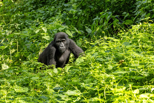 Mountain gorilla, Gorilla gorilla beringei, Volcanoes National Park,  Rwanda. Virunga Mountain Range. Baby gorilla holding onto its mother.