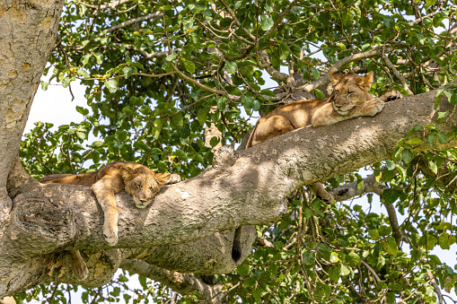 Juvenile lions sleeping in a tree. The Ishasha area of Queen Elizabeth National Park is famed for the tree climbing lions, who climb to escape heat and insects, and have a clear vantage point. Uganda