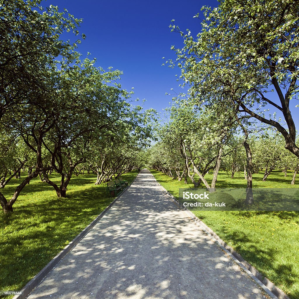 Apple trees valley - Foto de stock de Aire libre libre de derechos