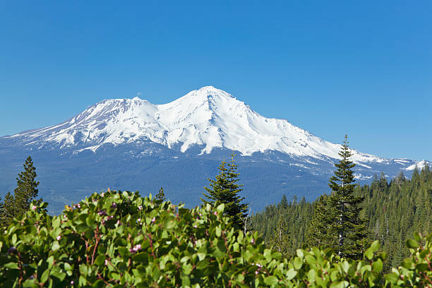 istock Forest and Mount Shasta, California 183774750