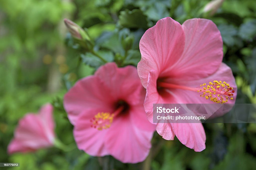 Pink hibiscus flowers "a composition of pink hibiscus flowers taken under natural light with sunlight warming the green foliage in the background. A very narrow depth of field has been used to soften most of the scene.For more images of beautiful flowers, please see my Lightbox by clicking (the banner) here...A>A" Hibiscus Stock Photo