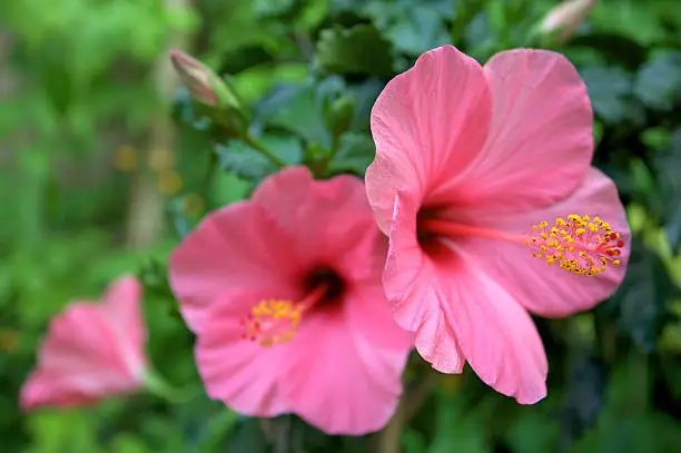 "a composition of pink hibiscus flowers taken under natural light with sunlight warming the green foliage in the background. A very narrow depth of field has been used to soften most of the scene.For more images of beautiful flowers, please see my Lightbox by clicking (the banner) here...A>A"