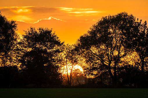 Orange sunset behind trees with long focal length and a field in the foreground