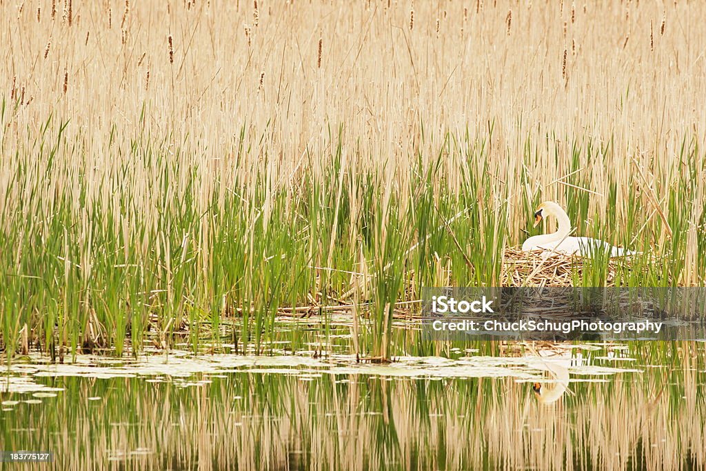 Swan ninho de pássaros nascimento de ovos - Foto de stock de Acasalamento de animais royalty-free