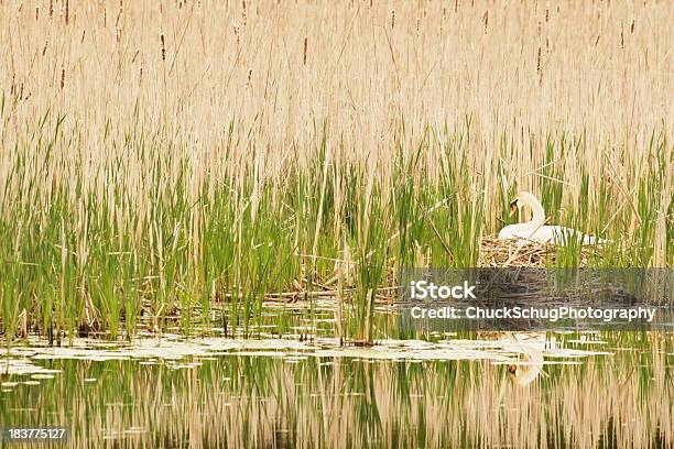 Foto de Swan Ninho De Pássaros Nascimento De Ovos e mais fotos de stock de Acasalamento de animais - Acasalamento de animais, Animais Machos, Animal