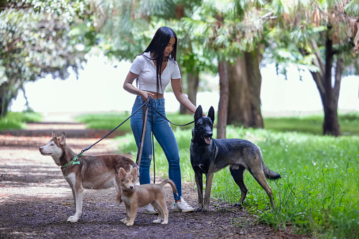 Dog sitter in the park