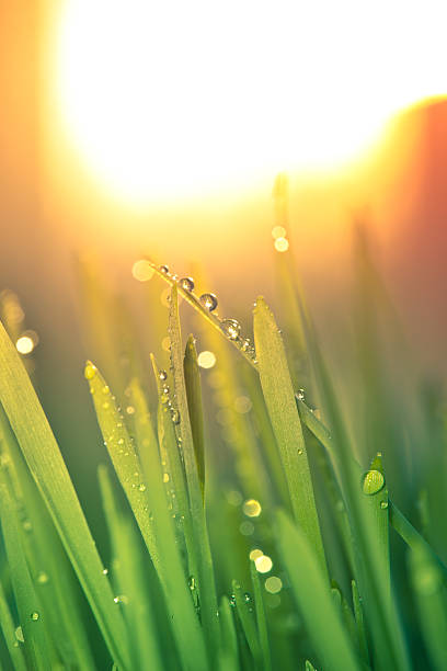 istock Morning dew on blades of grass at sunset 183775243