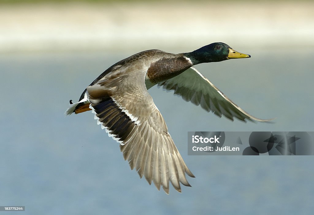 Mallard duck im Flug - Lizenzfrei Ente - Wasservogel Stock-Foto
