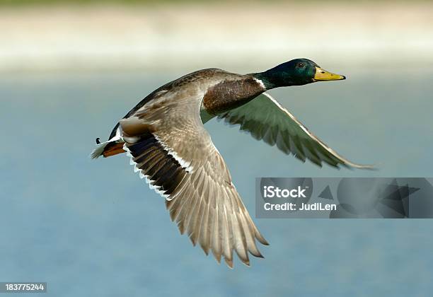 Mallard Duck Im Flug Stockfoto und mehr Bilder von Ente - Wasservogel - Ente - Wasservogel, Fliegen, Jagd