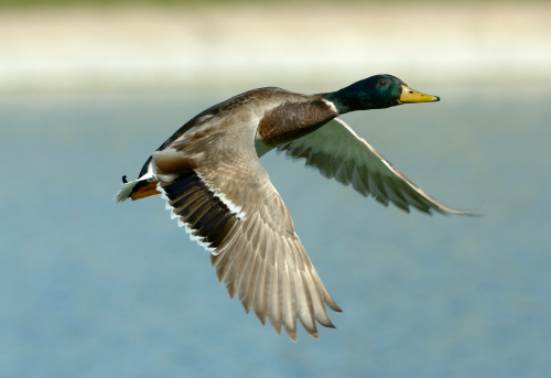 Colorful male duck flying across a body of water. Focus is on the eye. Limited depth of field enhances the sharpness of the image.