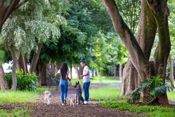 istock Couple working as dog sitters 1837755097