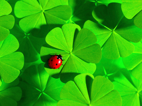 Two traditional symbols for fortune and luck. Seven spot ladybug on a four-leaved clover. Selective focus on ladybird. 3d render.Similar images: