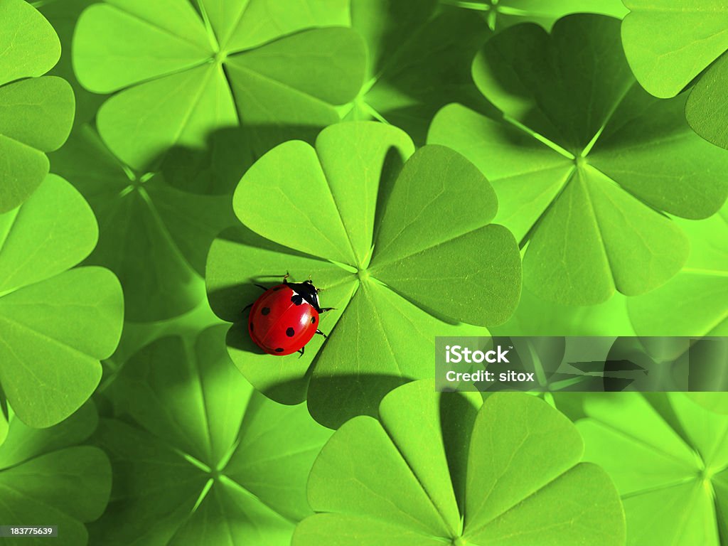 Double Luck - Ladybird and four-leaved clovers Two traditional symbols for fortune and luck. Seven spot ladybug on a four-leaved clover. Selective focus on ladybird. 3d render.Similar images: Ladybug Stock Photo