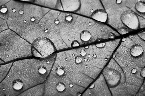Beautiful water drops on a back lit leaf rendered in black and white